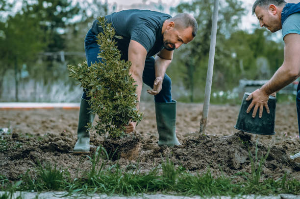 Lawn Watering Services